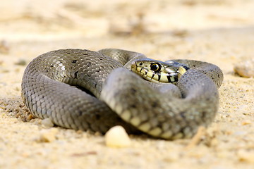 Image showing juvenile natrix on ground