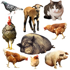 Image showing collection of domestic animals