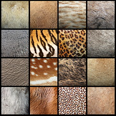 Image showing animal pelts collection