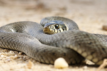 Image showing close up of grass snake