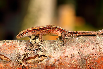 Image showing wall lizard on wooden stump