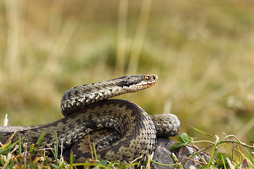 Image showing female common adder ready to strike