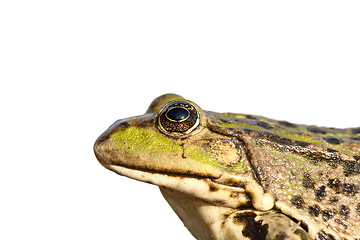 Image showing isolated portrait of common marsh frog