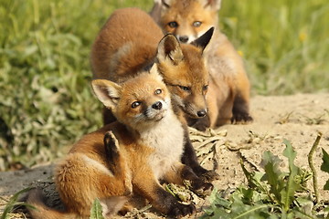 Image showing family of foxes near the den