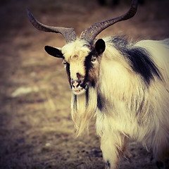 Image showing portrait of big goat ram