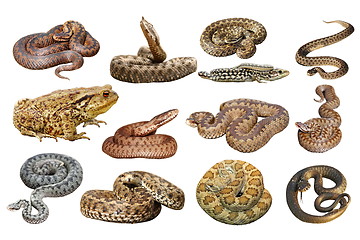 Image showing collection of herpetofauna over white