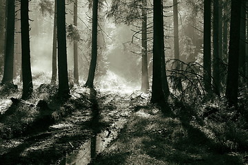 Image showing morning light in spruce forest