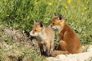 Image showing red fox brothers