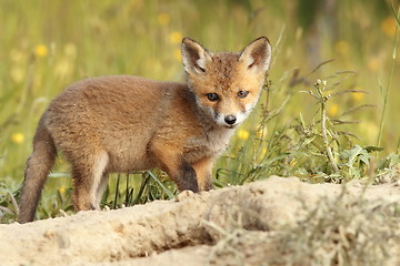 Image showing young common european fox