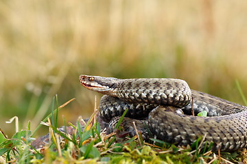 Image showing close up of female european crossed adder