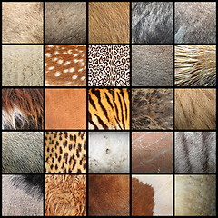 Image showing large collection of animal fur textures