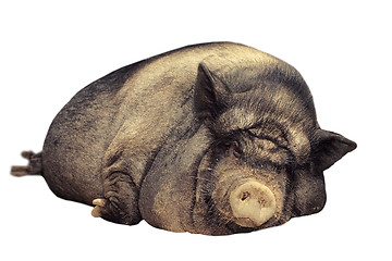 Image showing isolated huge pig