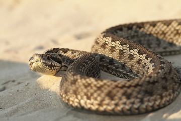 Image showing closeup of moldavian meadow viper