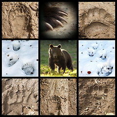 Image showing collection of bear tracks