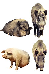 Image showing differences between domestic pig and wild boar