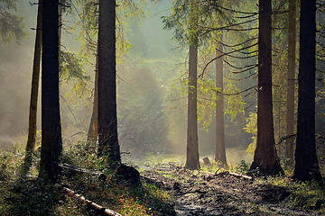 Image showing beautiful light in spruce forest