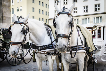 Image showing two horse heads