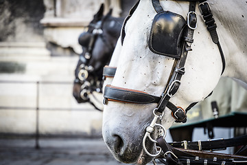 Image showing two horse heads