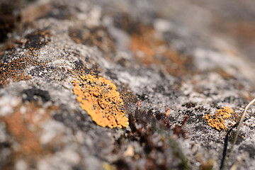 Image showing Lichen on a rock