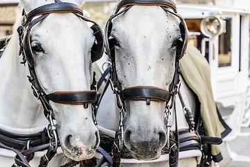 Image showing two horse heads