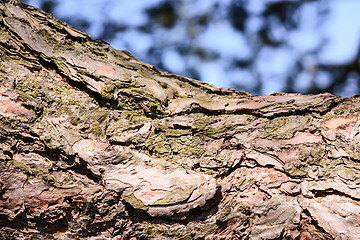 Image showing Closeup Tree