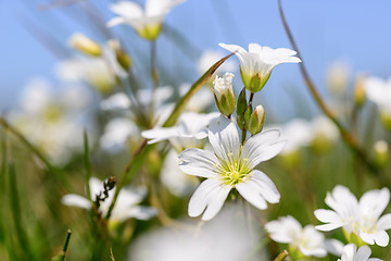 Image showing Flowers in Bavaria