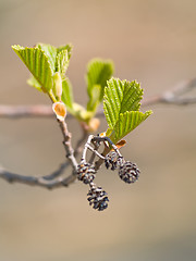 Image showing New Leaves