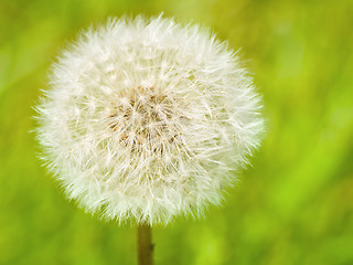 Image showing Dandelion