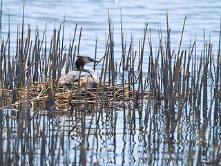 Image showing Great Created Grebe