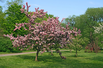 Image showing Beautiful blooming pink tree