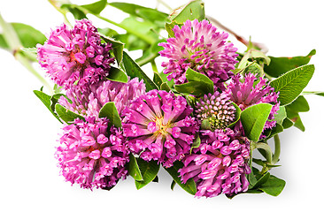 Image showing Closeup bouquet of clover flowers with green leaves
