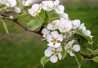 Image showing The branch of blossoming pear on a background of green garden.