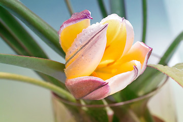 Image showing Flower yellow Tulip closeup.