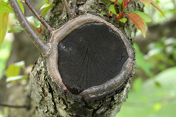 Image showing Closeup of a cut tree branch