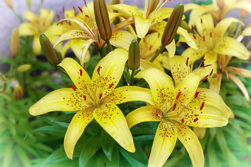 Image showing Yellow lilies blossom among the leaves so green