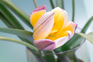 Image showing Flower yellow Tulip closeup.