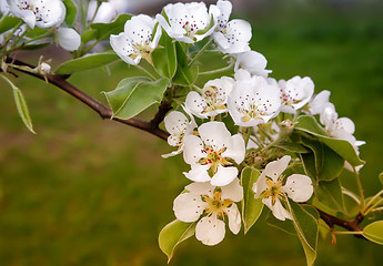 Image showing The branch of blossoming pear on a background of green garden.