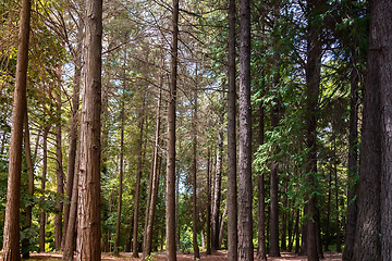 Image showing Arboretum of various species of coniferous and deciduous trees.