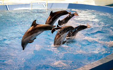 Image showing The performance of the dolphins in dolphinariums.