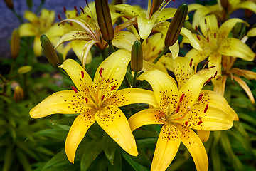 Image showing Yellow lilies blossom among the leaves so green