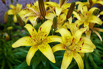 Image showing Yellow lilies blossom among the leaves so green