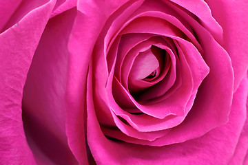 Image showing Mid flower red rose close up.