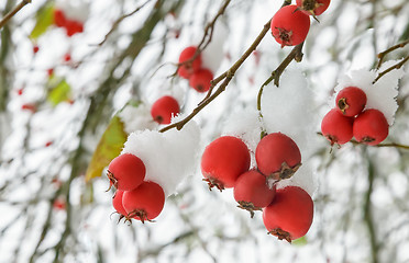 Image showing Hawthorn berries on the bushes covered with snow.