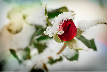 Image showing Red rose covered with the first snow.