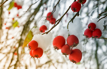 Image showing Hawthorn berries on the bushes covered with snow.