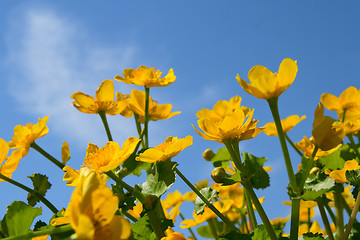 Image showing Yellow flowers on blue sky background