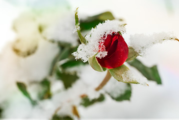 Image showing Red rose covered with the first snow.