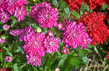 Image showing Beautiful flowers of pink and red chrysanthemums.