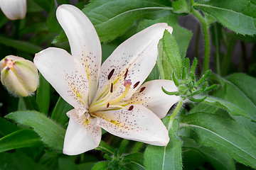 Image showing Flowers of a white lily close up.