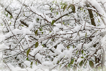 Image showing The first heavy snow on the branches of trees.